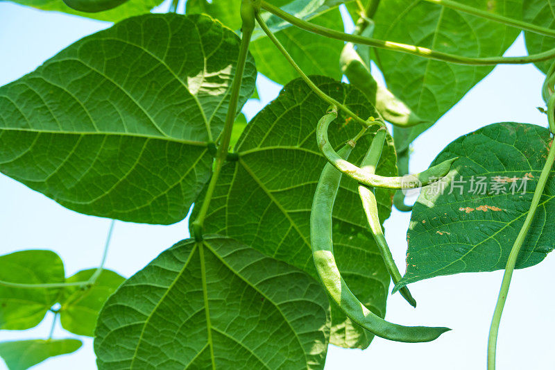 菜豆(phaseololesvulgaris L. bean)在大田阳光下生长